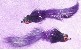 Hot Shot Leech purple