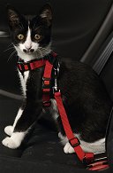 Sicherheitsgurt f�r Katzen