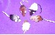 Fellm�use Kurzhaar