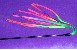 Neonwedel Rainbowteaser