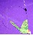 Vogelteaser  gr�n