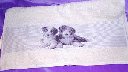 handtuchhund1_thb.jpg
