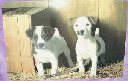 hundesets_thb.jpg