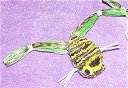 kickingfrogs.jpg