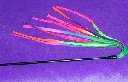 rainbowteaser_thb.jpg